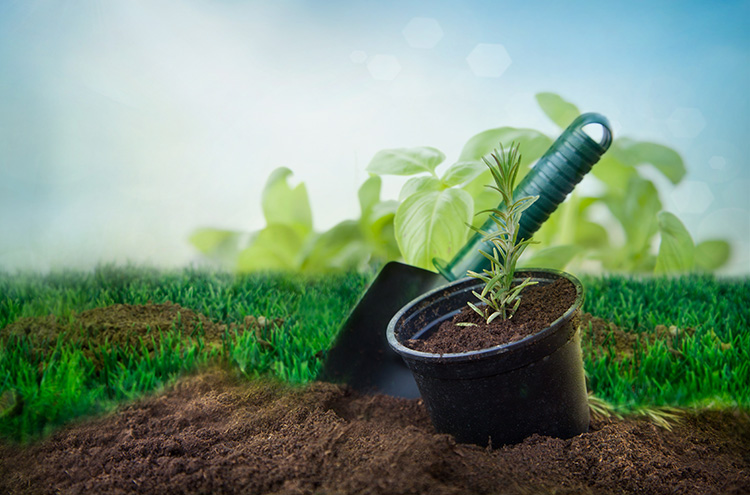 A graphic of a garden being planted